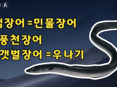 풍천장어란 갯벌장어란 뱀장어 민물장어란 장어의 모든것