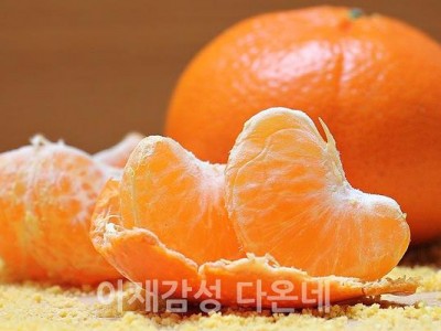 새콤달콤 인기많은 귤의 배신 귤의 칼로리