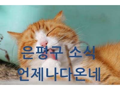 은평구 길고양이 급식소 설치 공고