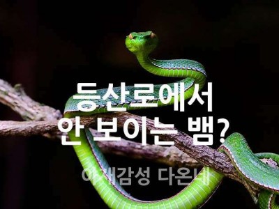 산행중 야생 뱀을 만날 확률은?